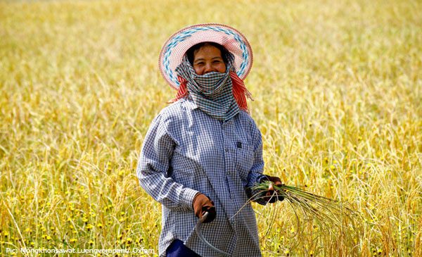 Noograi Sangsri working in her paddy fields.