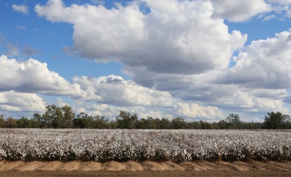 Certton cotton field