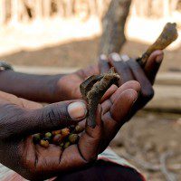 Wild Fruit and Animal Skins