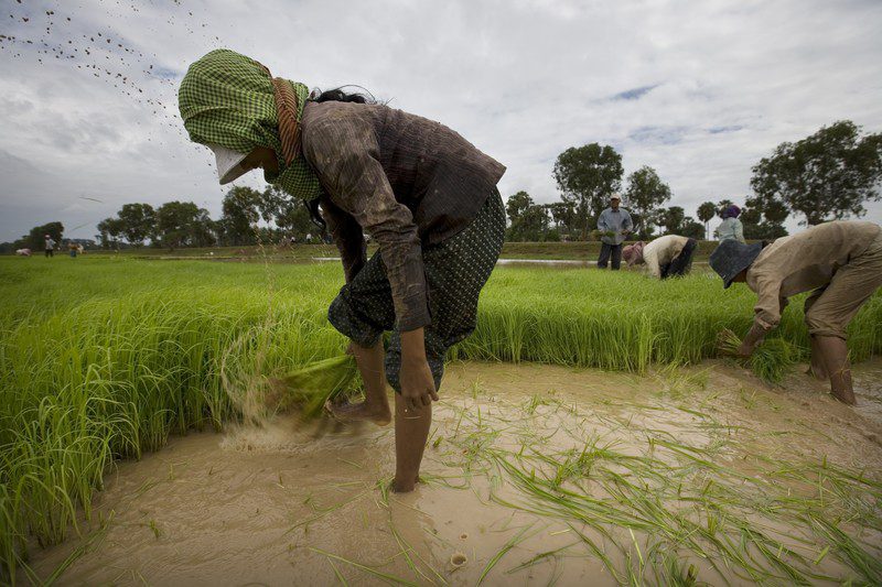 The Phon family work farm their rice paddy in Kompong Thom, central Cambodia