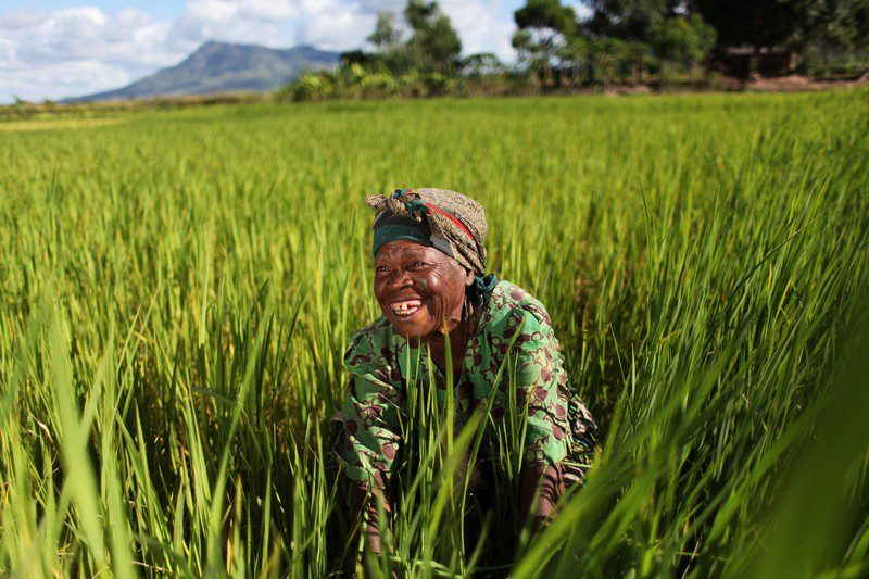 Leyla Kayere, 76, working in her field: “We pool our labour to cultivate large pieces of land. That way we can grow more and attract better customers – like the Mulanje canning factory. I hope the benefits of the scheme continue so that our children have a better foundation for the future.”