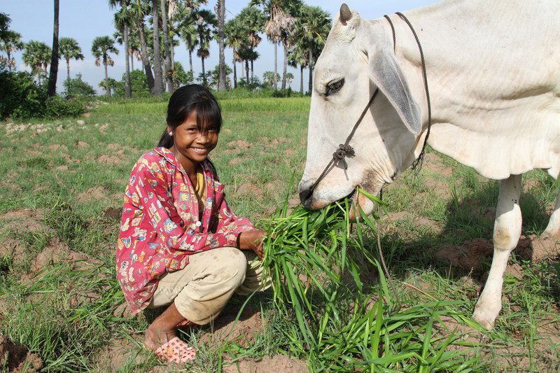 Cow Bank in Takeo, Cambodia. Photo: Dustin Barter/OxfamAUS