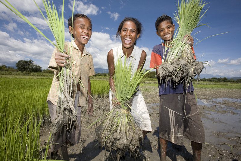 Coop members in paddy fields, replanting rice