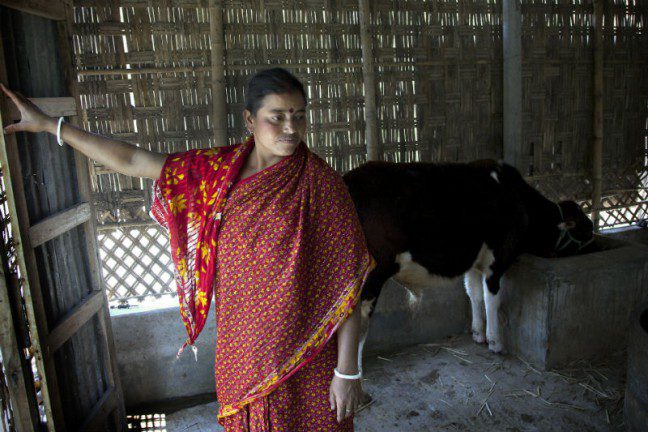 Dairy farmer Renu Bala in her cowshed in Panjar Bhanga. Photo: Rachel Corner/Oxfam AUS