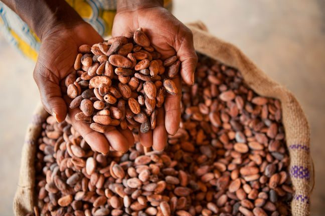 Cocoa Beans. Photo: Cam Cope/OxfamAUS