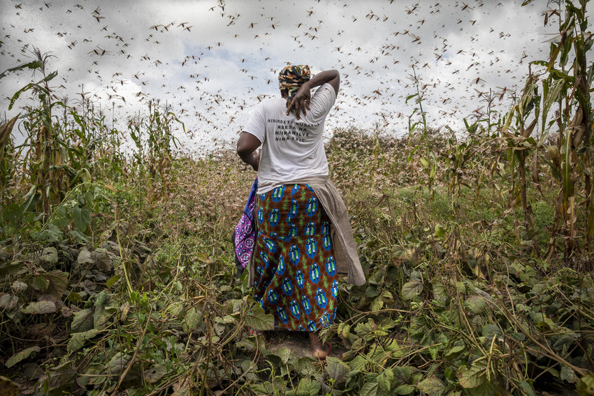 Donate to Africa locust crisis
