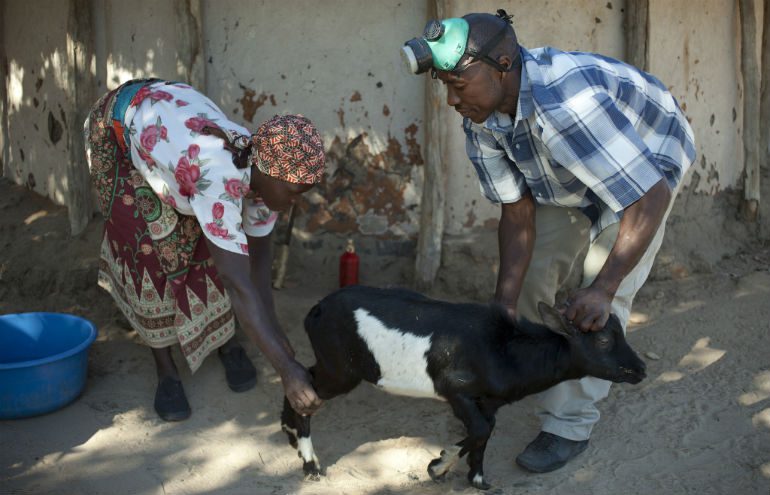 Photo: Abbie Trayler-Smith/OxfamAUS Oxfam Unwrapped recipient Americo Moses provides medical care to goats in the local community