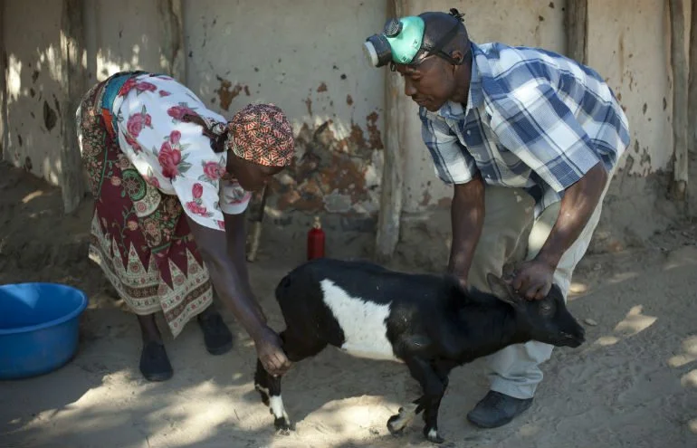 Photo: Abbie Trayler-Smith/OxfamAUS Oxfam Unwrapped recipient Americo Moses provides medical care to goats in the local community