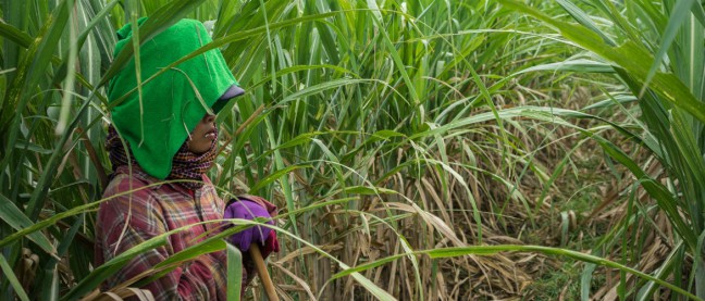 Kampong Speu, Cambodia: Part-financed by the ANZ bank, Phnom Penh Sugar built a sugar mill on, and sourced from, disputed land. Photo: Thomas Cristofoletti/Ruom/OxfamAUS