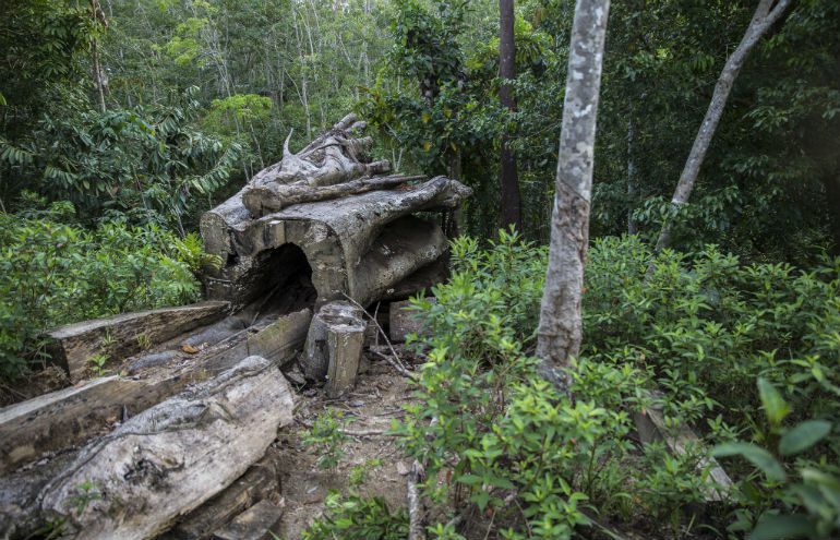 Lunjuk village, Bengkulu, Indonesia: This aruh tree was a symbol of the presence of the entire Ngalam clan community in the Seluma region. The sacred aruh tree was protected as a symbol of people’s history and existence on the land where they stood. The aruh tree was felled by PT SIL workers, who said they were instructed to do so in order to re-build a nearby security post. Photo: Kemal Jufri/Panos/Oxfam. Banks and land_Kemal Jufri Panos_770x495