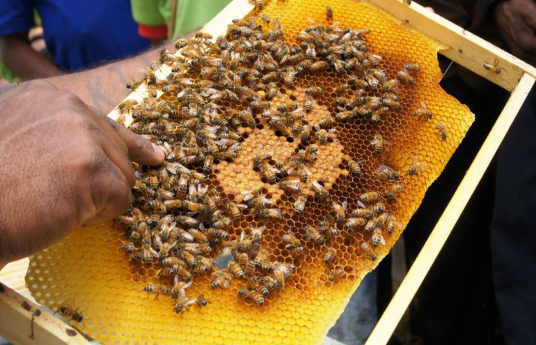 PNG beekeper sustainable business