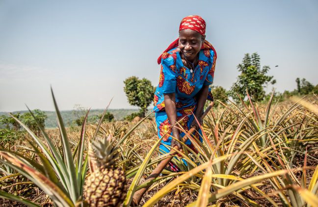 Kirehe district, Rwanda: Theresie tends to her organic pineapple farm in Eastern Rwanda. Photo: Aurelie Marrier d’Unienville/Oxfam.