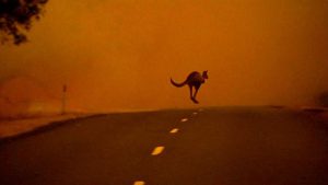 Kangaroo hopping away from bushfires