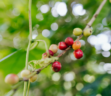 Timor-Leste: Coffee Beans in Ermera. Hadalan — Oxfam’s core influencing program in Timor-Leste that seeks a more diversified economy, to influence national debates, budgets and policy and bring youth, women, persons with disabilities, farmers and people in the municipalities to the table. Photo: Keith Parsons/Oxfam.